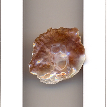 Anomia ephippium